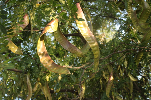 honey locust