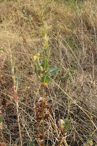 prickly lettuce