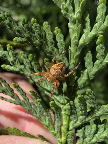 Cross Orbweaver
