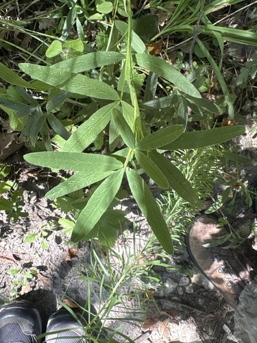 alpine zigzag clover