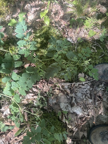 Wild Liquorice