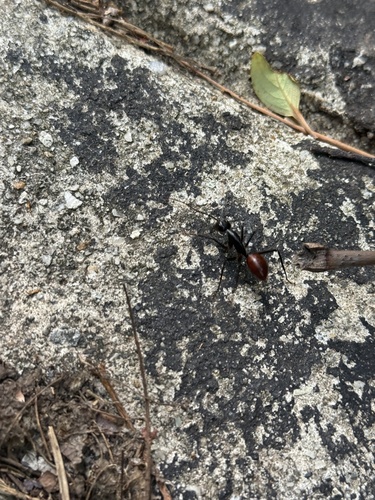Giant Forest Ant