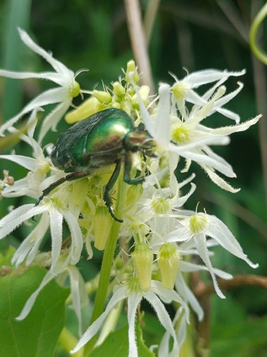 European Rose Chafer