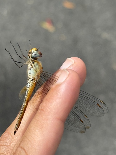 Wandering Glider
