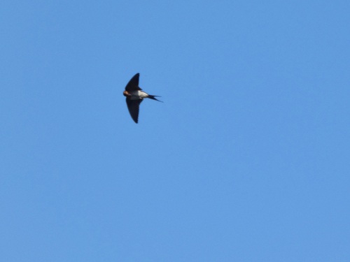 Welcome Swallow