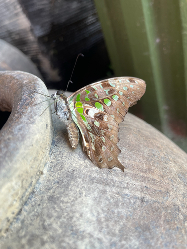 Tailed Jay