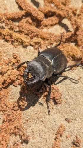 Lucanus tetraodon sicilianus