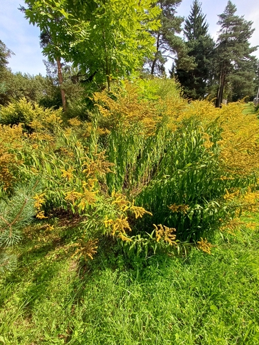 Canada goldenrod