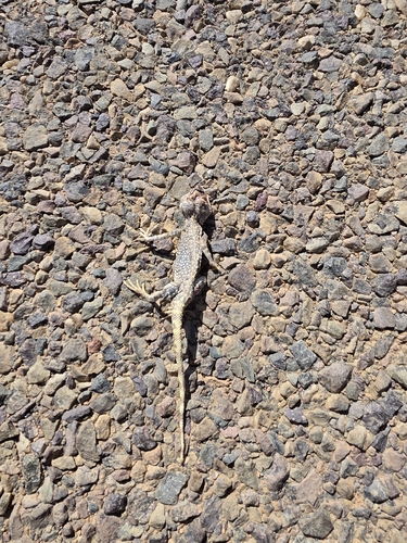 Moroccan Plain Agama