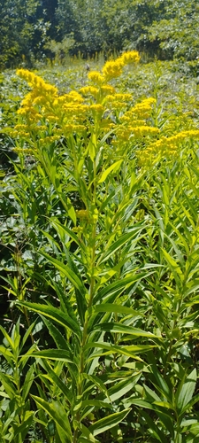 giant goldenrod