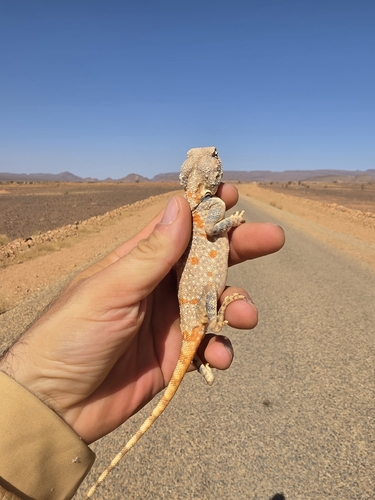 Moroccan Plain Agama