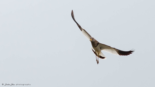 Grey-headed Lapwing