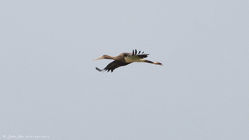Black Stork