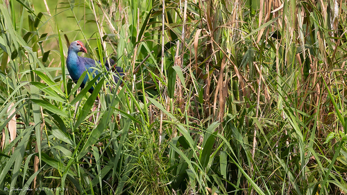 Gray-headed Swamphen