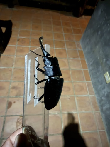 Giraffe Stag Beetle