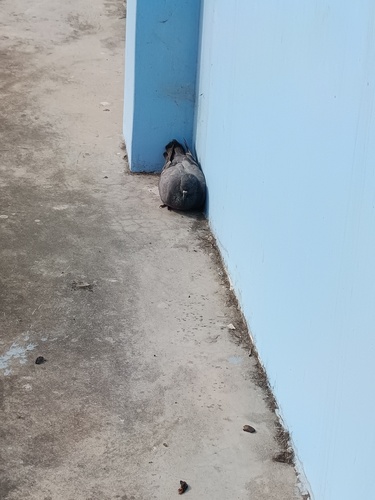 Feral Pigeon