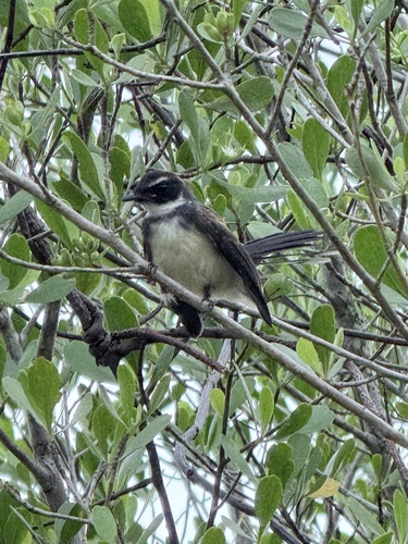 Malaysian Pied-Fantail