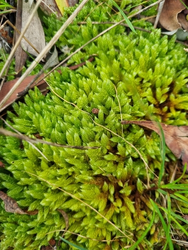Cypress-leaved Plait-moss