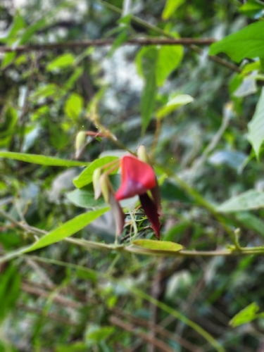 Dusky coral pea