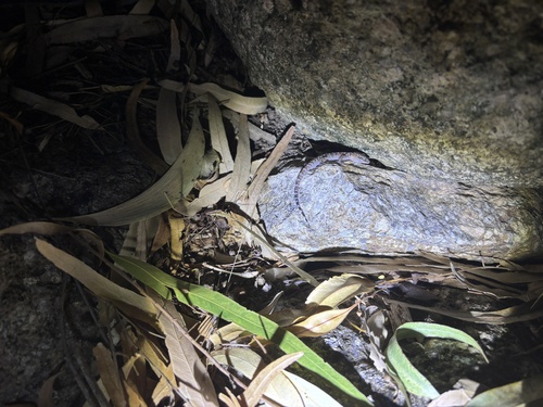 Common Prickly Gecko