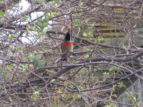 Eastern Miombo Sunbird