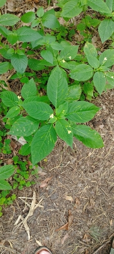 small balsam
