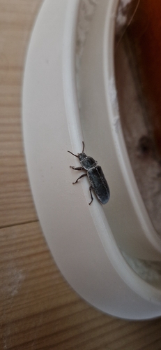 Yellow Mealworm Beetle
