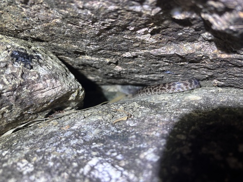 Spotted Python