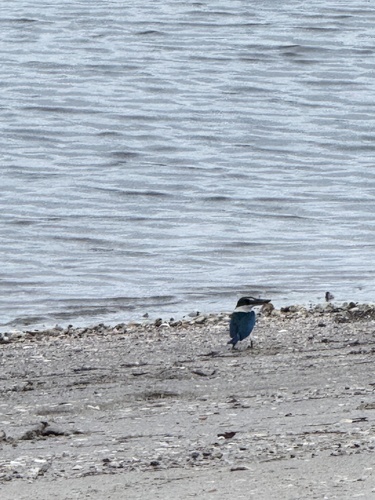 Collared Kingfisher