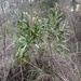 Acacia melanoxylon