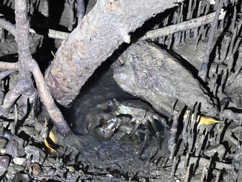 Mud Crab