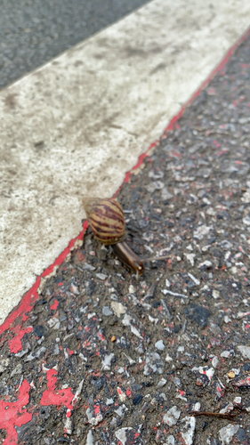 African Giant Snail
