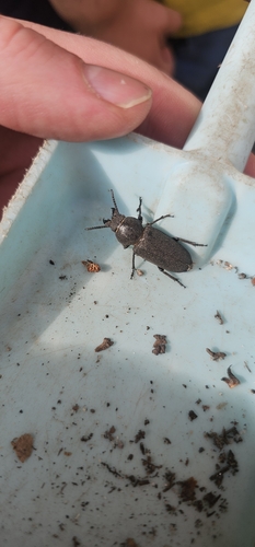 Black Longicorn Beetle