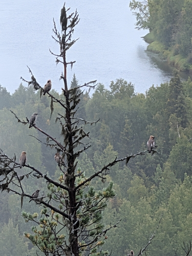 Bohemian Waxwing