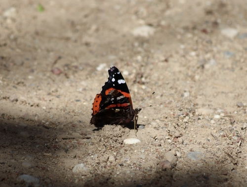 Red Admiral