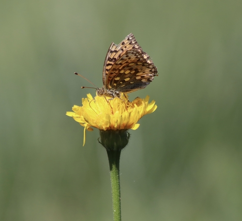 Dark Green Fritillary