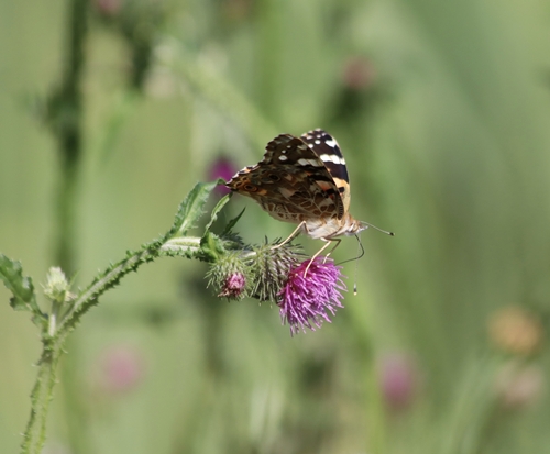 Painted Lady