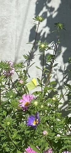 Common Brimstone