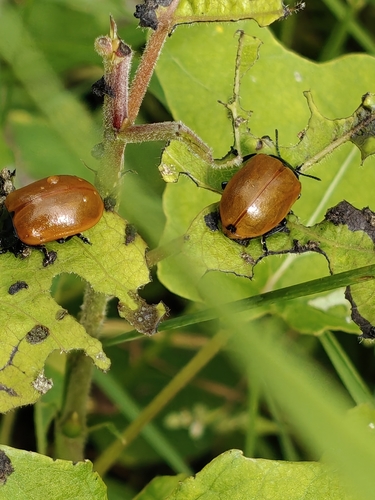 Poplar Leaf Beetle