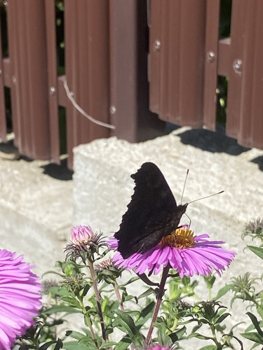 European Peacock Butterfly