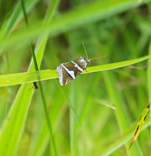 Silver barred
