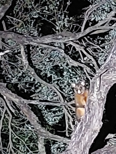 Coppery Brush-tailed Possum