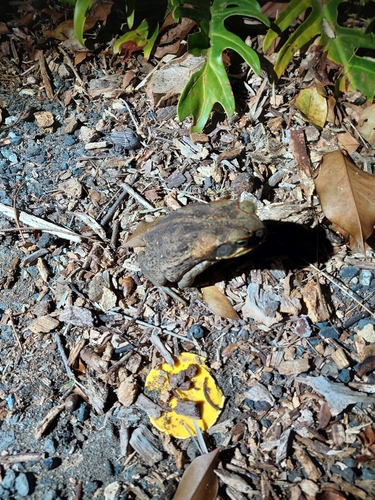 Cane Toad