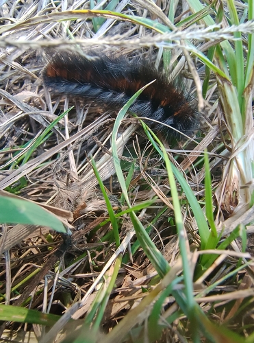Fox Moth