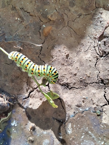 Old World Swallowtail