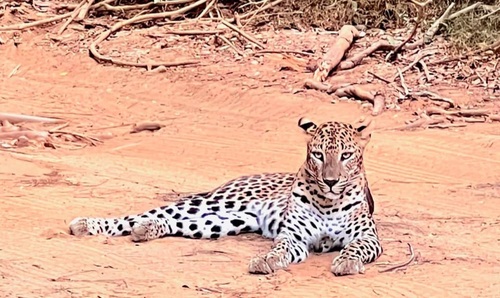 Sri Lankan Leopard