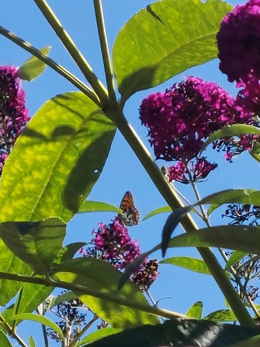 Queen of Spain Fritillary