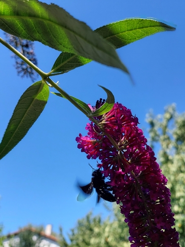 Xylocopa
