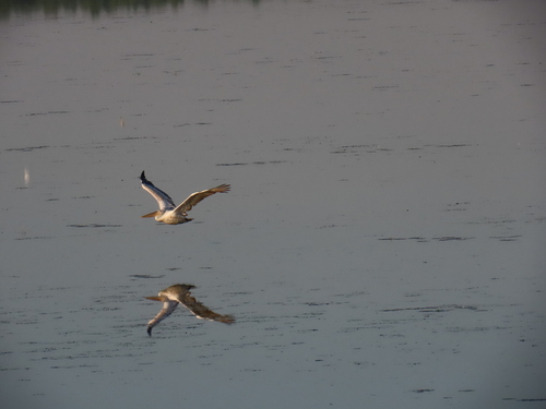 Dalmatian Pelican