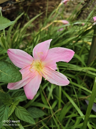 Rose Pink Zephyr Lily
